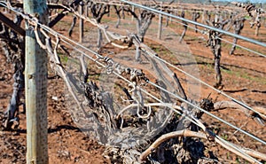 Gnarled Tendrils and Canes Of Grape Vine on Trelli