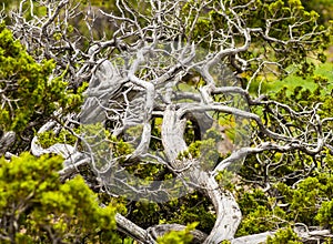 Gnarled Tree