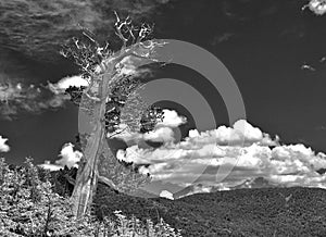 Gnarled tree against the Colorado Rockies sky
