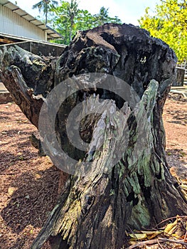 Gnarled tree in autumn