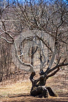 Gnarled Tree in Clearing During Early Spring