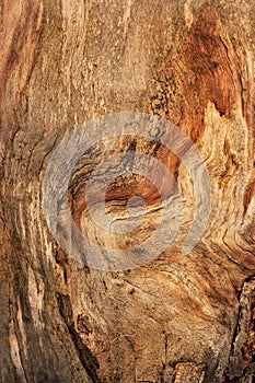 Gnarled tree closeup texture