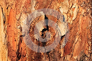 Gnarled tree closeup texture