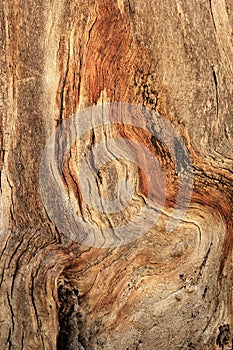 Gnarled tree closeup texture