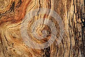 Gnarled tree closeup texture