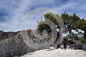 Gnarled Tree in Desolate Landscape