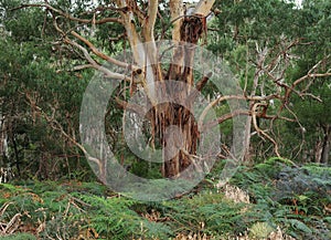Gnarled Tree At Fyans Loop Grampians National Park Victoria Australia