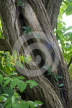 Gnarled tree with gaping hole