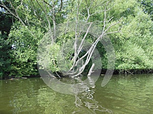 Gnarled tree and a lake