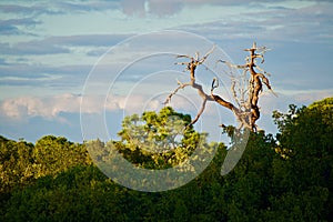 Gnarled Tree overlooking a landscape