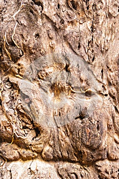 Gnarled tree root