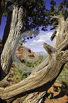 Gnarled tree in Sedona