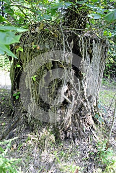 Gnarled Tree Stump