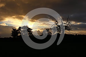 Gnarled tree at Sunset