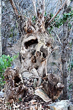 Gnarled tree-trunk