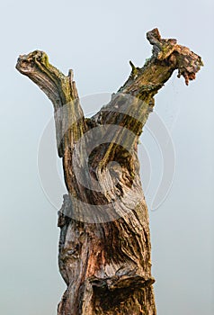 Gnarled tree trunk