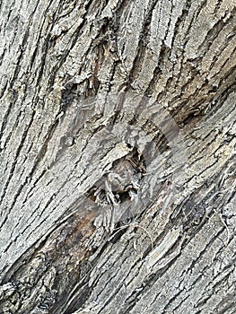 Gnarled tree trunk background