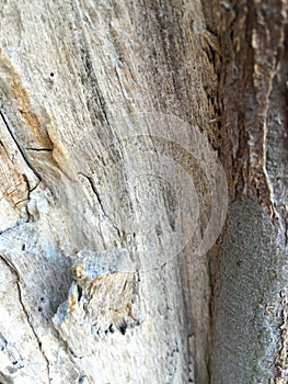 Gnarled tree trunk background