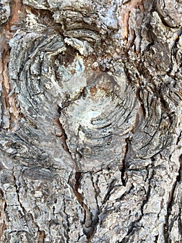 A gnarled tree trunk background