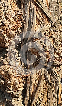 Gnarled tree trunk texture closeup