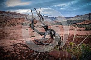 Gnarled tree Utah