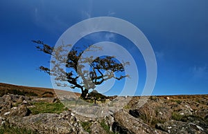 A gnarled tree on Weatherdon Hill photo