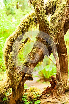 gnarled Trees covered with moss ,Olympic National Park, Washington State, USA