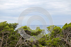 Gnarled Trees and Sea