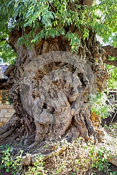 Gnarled trunk from a giant old tree