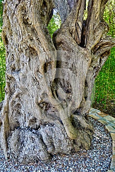 Gnarled Trunk of Very Old Olive Tree