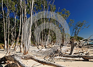 Gnarled Trunks And Trees On the Wonderful Tropical Putney Beach On Great Keppel Island Queensland Australia