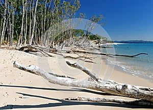 Gnarled Trunks On the Wonderful White Sand Putney Beach On Tropical Great Keppel Island Queensland Australia photo