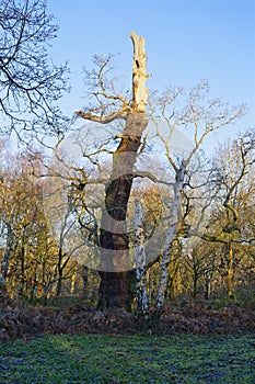 Gnarled, twisted ancient oak tree in Sherwood Forest on a winter morning