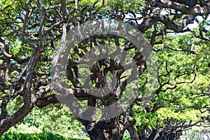 Gnarled and twisted branches of a monkeypod tree