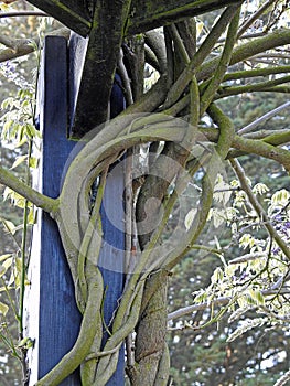 Gnarled and twisted vine branches