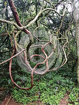 Gnarled and twisted vines in the forest