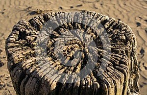 Weatherworn tree stump on beach