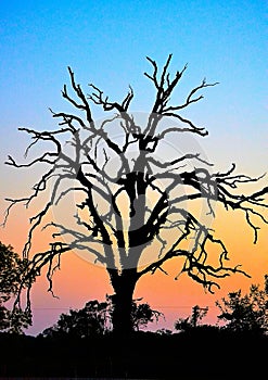 Gnarly bare tree silhouette at sunset