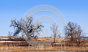 Gnarly Bare Trees on the Colorado Prairie photo