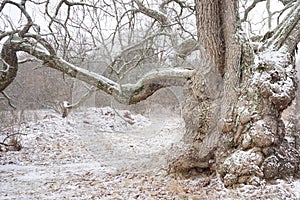 Gnarly beast of an ancient tree frozen in winter