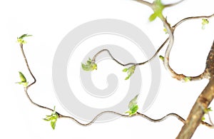 Gnarly branches photo