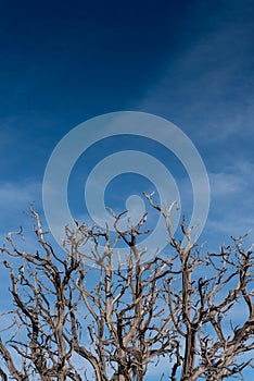 Gnarly Branches of Dried Tree on Blue Sky