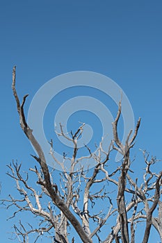 Gnarly Branches of Tree on Blue Sky Vertical