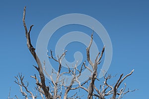 Gnarly Branches of Tree on Clear Blue Sky