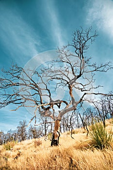 Gnarly Burned Tree Branches Reach Into The Soft Blue Sky