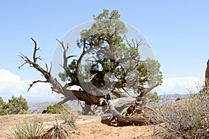 Gnarly Cedar Tree