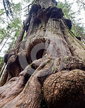 Gnarly cedar tree trunks