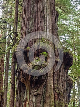 Gnarly cedar tree trunks