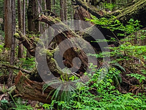 Gnarly cedar tree trunks