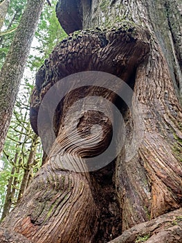 Gnarly cedar tree trunks